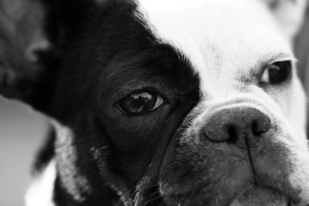 Französische Bulldogge Hunde Foto 38004 in höherer Auflösung ansehen Französische Bulldogge Was gibbet?