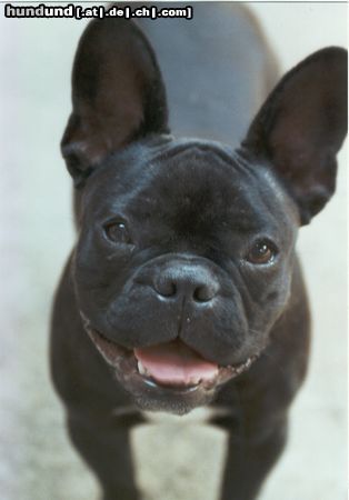 Französische Bulldogge Kyra aus Belgien