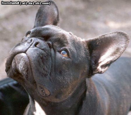 Französische Bulldogge Hunde Foto 13762 Französische Bulldogge Kyra