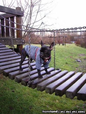 Französische Bulldogge Lucy auf der Hängebrücke
