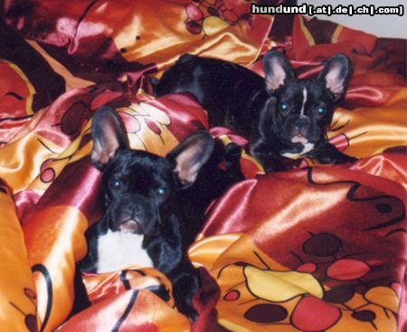 Französische Bulldogge Hunde Foto 14519 Französische Bulldogge Lucy & Pepi: Im