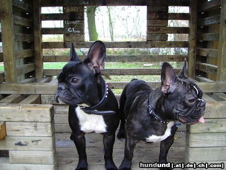 Französische Bulldogge Hunde Foto 15959 Französische Bulldogge Super Aussicht von hier oben!