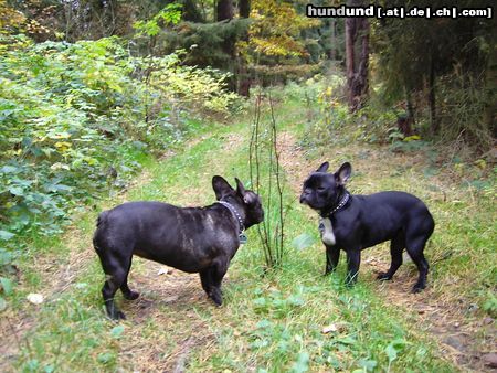 Französische Bulldogge Hunde Foto 15939 Französische Bulldogge Waldspaziergang mit Pepi u. Lucy
