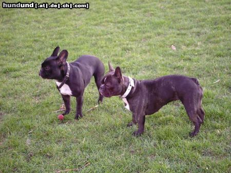 Französische Bulldogge Hunde Foto 20129 in höherer Auflösung ansehen Französische Bulldogge Kuckuck! Hier drüben!