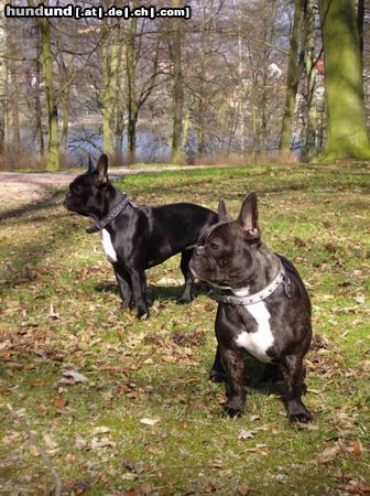 Französische Bulldogge Hunde Foto 20127 Französische Bulldogge Lucy u. Babbles