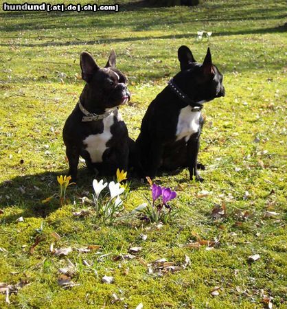 Französische Bulldogge Hunde Foto 20128 in höherer Auflösung ansehen Französische Bulldogge Endlich Frühling!