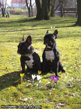 Französische Bulldogge Hunde Foto 20130 in höherer Auflösung ansehen Französische Bulldogge Strammsitzen hinterm Krokus!