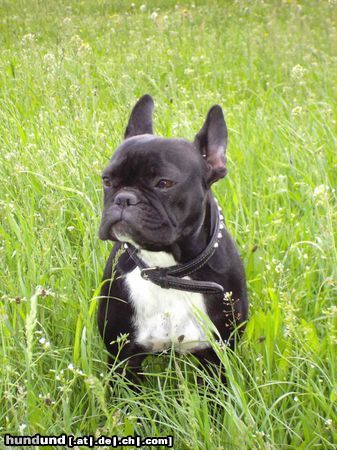 Französische Bulldogge Hunde Foto 21759 in höherer Auflösung ansehen Französische Bulldogge Lucy