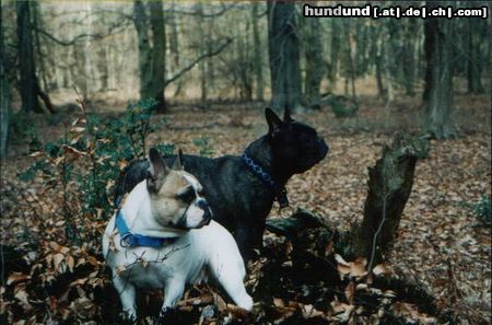 Französische Bulldogge Hunde Foto 12450 Französische Bulldogge / La Aquitaine 2004