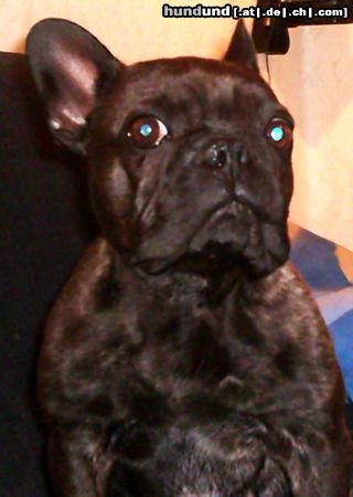 Französische Bulldogge Das ist meine (leider bereits verstorbene) french Bully Dame Luna. Eine prächtige (aber auf dem Foto leider schon Leber & Nierenkranke)  liebe Hündin.