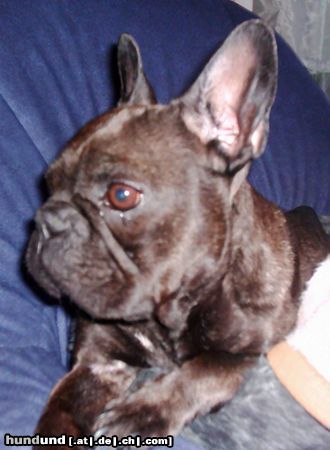Französische Bulldogge Hunde Foto 14922 in höherer Auflösung ansehen Französische Bulldogge Das ist meine (leider bereits verstorbene) french Bully Dame Luna. Eine prächtige (aber auf dem Foto leider schon Leber & Nierenkranke) liebe Hündin.