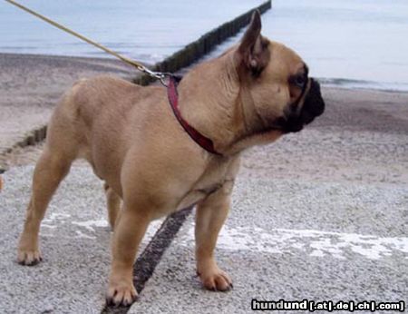 Französische Bulldogge Rüde steht zum Decken frei