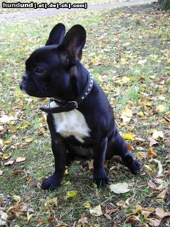 Französische Bulldogge Hunde Foto 15937 Französische Bulldogge Lucy im Park
