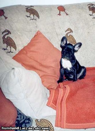 Französische Bulldogge Hunde Foto 11962 Französische Bulldogge Lucy ist einfach süß!