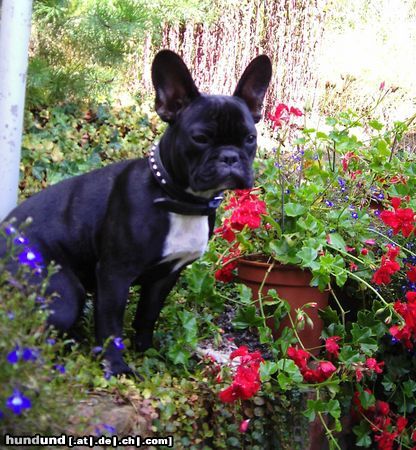 Französische Bulldogge Hunde Foto 14843 Französische Bulldogge Lucy im Garten.
