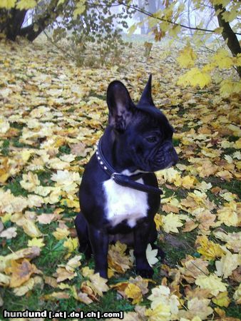 Französische Bulldogge Hunde Foto 15936 Französische Bulldogge Lucy auf Herbstspaziergang