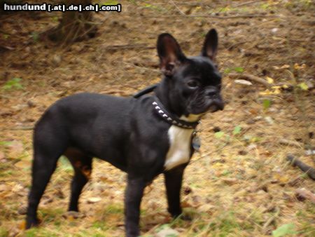 Französische Bulldogge Hunde Foto 15938 Französische Bulldogge Lucy im Wald