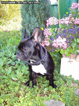 Französische Bulldogge Hunde Foto 14518 Französische Bulldogge Lucy von der Faultierranch!