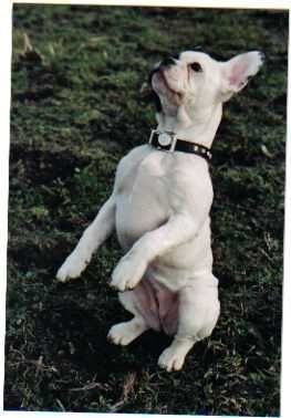 Französische Bulldogge Hunde Foto 37170 Französische Bulldogge