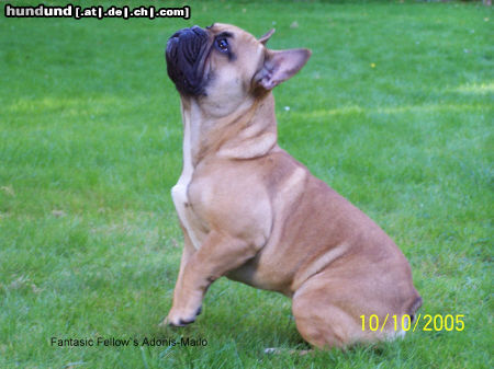 Französische Bulldogge Unser Mailo