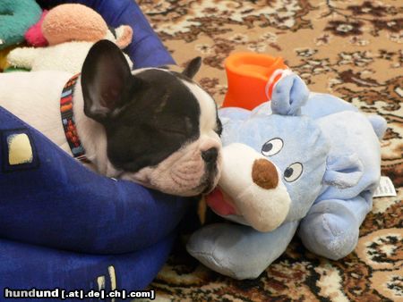 Französische Bulldogge Mein neuer Freund