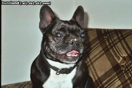 Französische Bulldogge ich bin die 