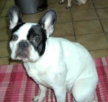 Französische Bulldogge Hunde Foto 30805 in höherer Auflösung ansehen Französische Bulldogge Mira 1,2 Jahre