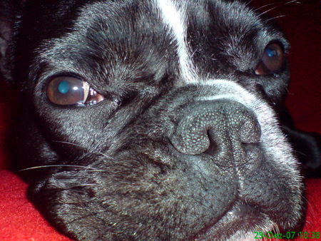 Französische Bulldogge Hunde Foto 40788 Französische Bulldogge Molly die Knutschschnauze