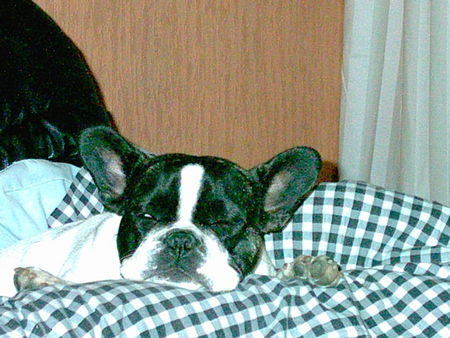 Französische Bulldogge Hunde Foto 28439 Französische Bulldogge unsere Momo
