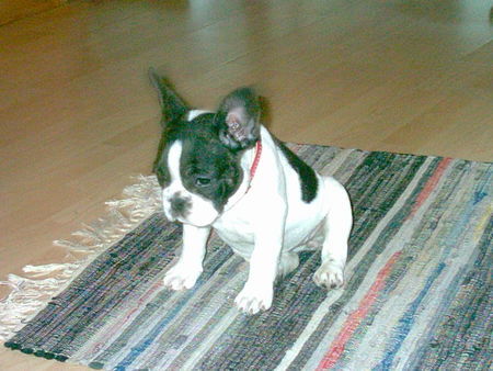 Französische Bulldogge Hunde Foto 28440 Französische Bulldogge unsere Momo