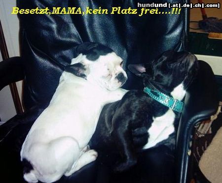 Französische Bulldogge Hunde Foto 11154 Französische Bulldogge Das war unsere Nelly ,Sie mußte uns leider verlassen! :(