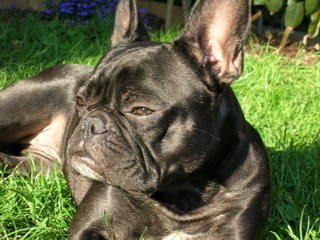 Französische Bulldogge Hunde Foto 37323 in höherer Auflösung ansehen Französische Bulldogge www.frenchyfans.de