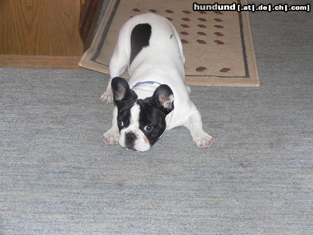 Französische Bulldogge Hunde Foto 21313 in höherer Auflösung ansehen Französische Bulldogge Ich habe nichts böses vor!!