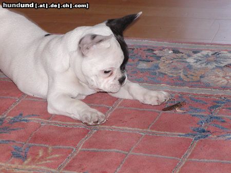 Französische Bulldogge Hunde Foto 23877 in höherer Auflösung ansehen Französische Bulldogge duke beim heuschrecken essen