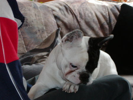 Französische Bulldogge Hunde Foto 31391 in höherer Auflösung ansehen Französische Bulldogge duke ( suche hell/semmel-braunes weibchen)