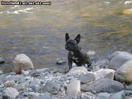 Französische Bulldogge Hunde Foto 44986 in höherer Auflösung ansehen Französische Bulldogge