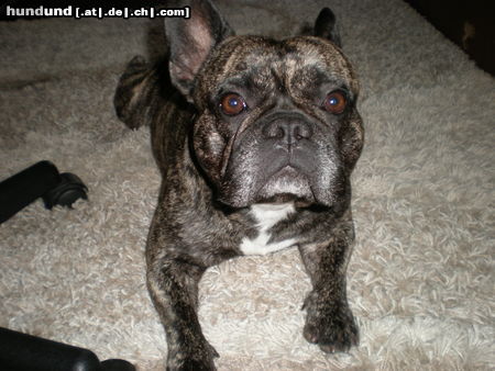 Französische Bulldogge Hunde Foto 44985 in höherer Auflösung ansehen Französische Bulldogge