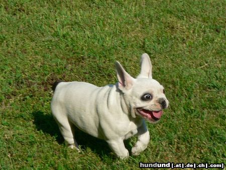 Französische Bulldogge Hunde Foto 22232 in höherer Auflösung ansehen Französische Bulldogge Mein Flieger