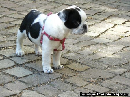 Französische Bulldogge Hunde Foto 46045 in höherer Auflösung ansehen Französische Bulldogge Mathilda mit 6 wochen