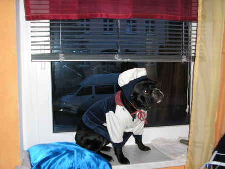 Französische Bulldogge Hunde Foto 29969 in höherer Auflösung ansehen Französische Bulldogge Auch Hund Feiern Karneval!!! Roxy sagt Hellau