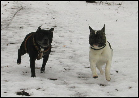 Französische Bulldogge Hunde Foto 29919 in höherer Auflösung ansehen Französische Bulldogge Bruno+Brenda