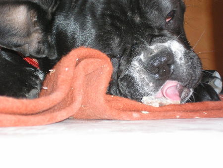 Französische Bulldogge Hunde Foto 33467 in höherer Auflösung ansehen Französische Bulldogge mmmh lecker
