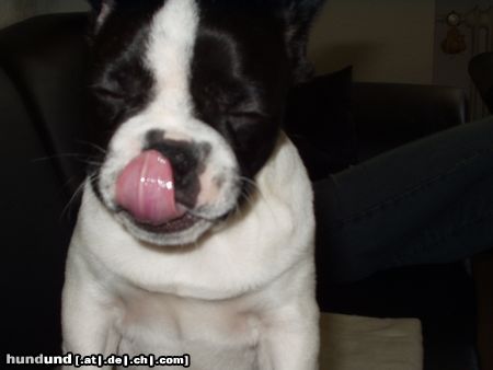 Französische Bulldogge Hunde Foto 14567 Französische Bulldogge Hmmmmm das war lecker!!!!!!!