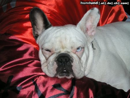 Französische Bulldogge Hunde Foto 11692 Französische Bulldogge Heidi