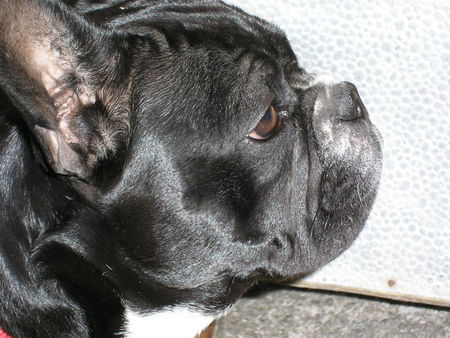 Französische Bulldogge Hunde Foto 33468 in höherer Auflösung ansehen Französische Bulldogge Roxy im Profil