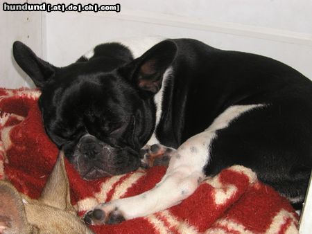 Französische Bulldogge Rosita
