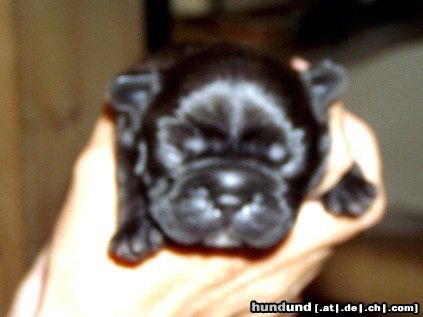 Französische Bulldogge Hunde Foto 7815 Französische Bulldogge
