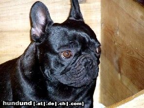 Französische Bulldogge Hunde Foto 7814 Französische Bulldogge