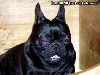 Französische Bulldogge Hunde Foto 7816 Französische Bulldogge