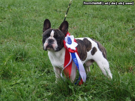 Französische Bulldogge Hunde Foto 45364 in höherer Auflösung ansehen Französische Bulldogge